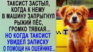 Таксист застыл, когда к нему в такси прыгнул рыжий пёс  Но когда таксист увидел записку на ошей