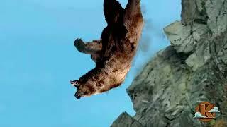 Медведь упал с водопада, скалы и дерева