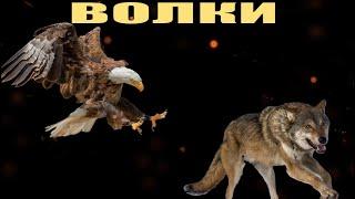 Охота на волка Ингушетия Али-Юрт. Волки нападают...Wolf hunting Ingushetia. Wolves are attacking...