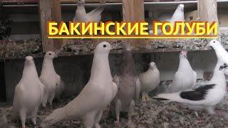 Бакинские голуби Гусейнова Теймура в Астрахани в день рождения! 89964727983