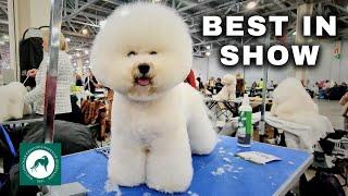I Went to the Largest DOG SHOW in Russia: Eurasia 2023
