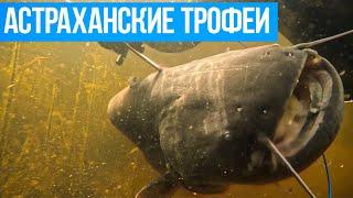 Три трофея за день! Подводная охота в Астрахани. Часть 1 | Приключения Salvimar в дельте Волги