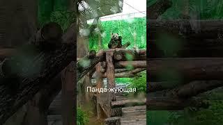 Панда в Московском  зоопарке #путешествие #лето #лето2023 #россия #москва #панды #московскийзоопарк