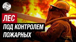 В первый день лета в России начались лесные пожары