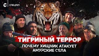 Амурские тигры терроризируют села на Дальнем Востоке. Кто виноват?