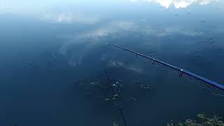 Вечерняя рыбалка на карася на озере с Бобби.02.06.2023#рыбалка#карась#природа#fishing#озеро#рыба