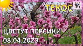 Плантации персиков - одна из достопримечательностей Краснодарского края!
