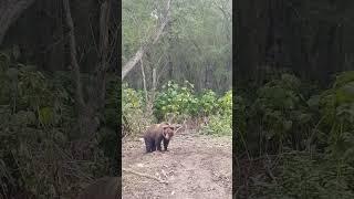 Медведица позирует