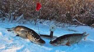 Заключительная зимняя рыбалка на щук,И ВСЕ НА ОДНУ,ПОЧЕМУ!