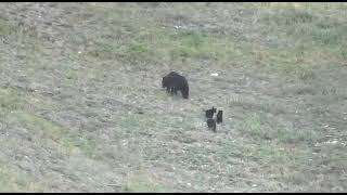 Медведица с тремя медвежатками на Ленских столбах