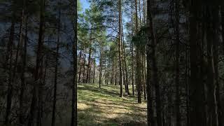 Forest Walk. Russia / Путешествие по России