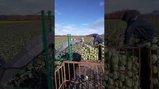 сбор урожая капусты ,Камчатка