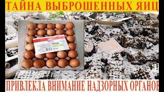 Яйца на свалке в Омске привлекли внимание прокуратуры и Россельхознадзора