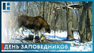 11 января - День заповедников и национальных парков России