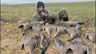 Охота на гуся 2023 год Ленинградская область