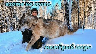 Охота на волка в тайге Южного Урала