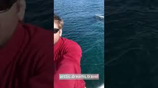 Горбатые киты Баренцева моря!Кольский полуостров! Киты, часто, подходят очень близко к катеру!