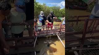 В Камбодже можно покормить крокодила рыбой