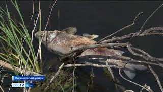 В реке Темерник зафиксировали факт массовой гибели рыбы