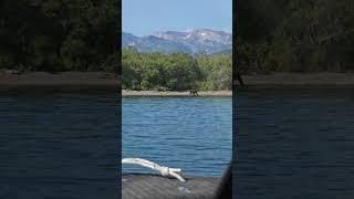 Россия, Камчатский край, о. Курильское. #Russia #Kamchatka #Камчатка #bear #lake #медведь