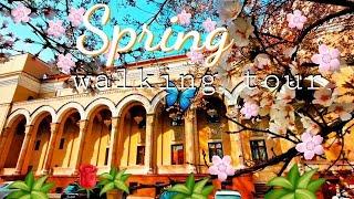 Spring blossom walk around opera theater, walking tour in city centre