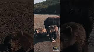 Камчатские медведи на рыбалке. #мирприключений #дикиемедведи #дикаякамчатка