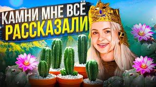 СХАВАЛА МЕСКАЛИНОВЫЙ КАКТУС