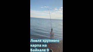 Big Carp Fishing on Lake Baikal 9 Ловля крупного карпа на Байкале 9