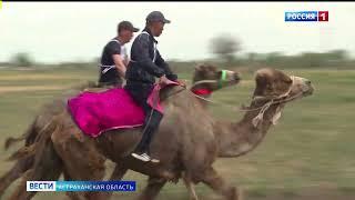 На всероссийском сельском Сабантуе под Астраханью пройдут верблюжьи бега