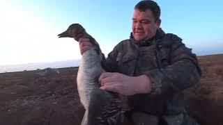 охота на гуся  весной ,охота 10 дней , охота в Татарстане