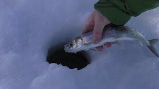 не успел опустить на дно как омуль ударяет. рыбалка на Байкале#Байкал#омуль#мушка#Бурятия#рыбалка