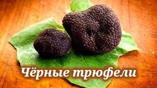 Где в России найти самый дорогой и деликатесный черный трюфель и рецепты блюд с трюфелем