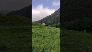 Семья Лошадей #russia #travel #vlog #views #adventure #mountains #nature #beautiful #horse #shorts