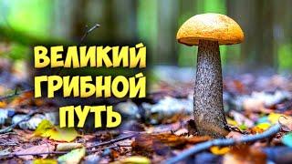 Лучшие грибные места русского Севера