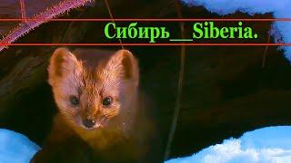 Дикая природа России (2009) 3. Siberia _ Cибирь.1080p #shorts #wildlife #video #animals #short