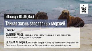 Онлайн встреча Сторонников WWF России  «Тайная жизнь заполярных моржей» . 30.11.2022