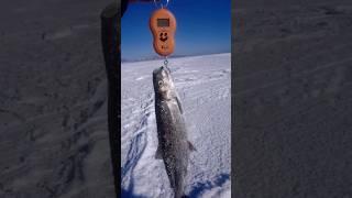 Омуль гигант. Открытие зимние омулёвой рыбалке на Байкале 2024.