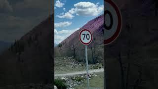 Цветение маральника в Горном Алтае  #горы #алтай #природа #маральник