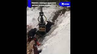 В Якутии рабочие спасли лося