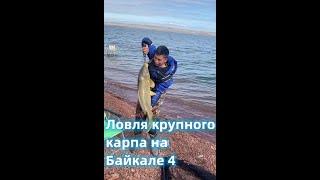 Big Carp Fishing on Lake Baikal 4 Ловля крупного карпа на Байкале 4