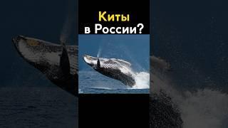 Где в России посмотреть на китов? #shorts