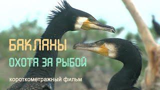 Дельта Волги. Колония бакланов. Охота за рыбой. 4К. Nature of Russia.
