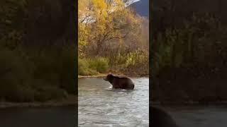 Secret place for bear watching Kamchatka