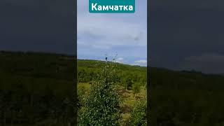 Берёзоньки #камчатка #берёза #nature