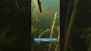Прекрасный подводный мир! #️shorts #️природа #️путешествие #️подводнаяохота #️рыбалка #️россия