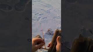 Рыбалка на Байкале. Настрой на омуля. #шорст #друзья #nature #отдых #бурятия #fishing