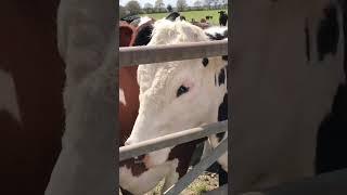 Ферма в Англии. Коровы.