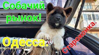 Собачий рынок Одесса. Староконный рынок собак. Птичий рынок. Продажа щенков. ТОП собак. #собака