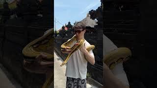 Типичный Бали: нашел змею в канаве