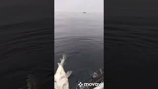 Баренцево море Териберка год 2022 апрель. Треска 15 кг